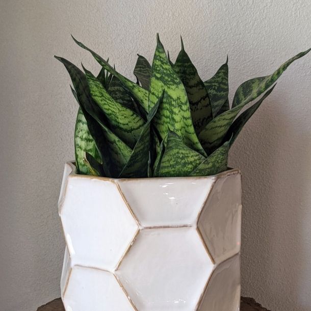 Snake Plant: $75.00