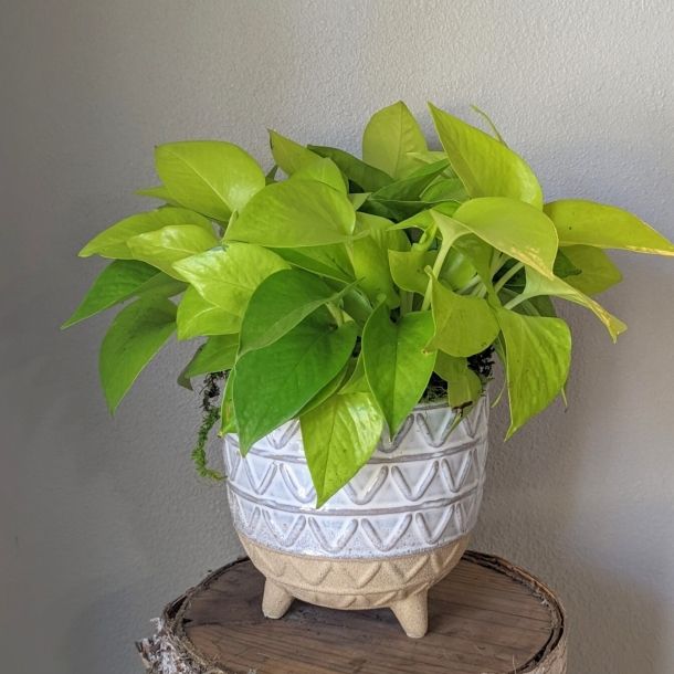 Lemon Lime Pothos: $50.00
