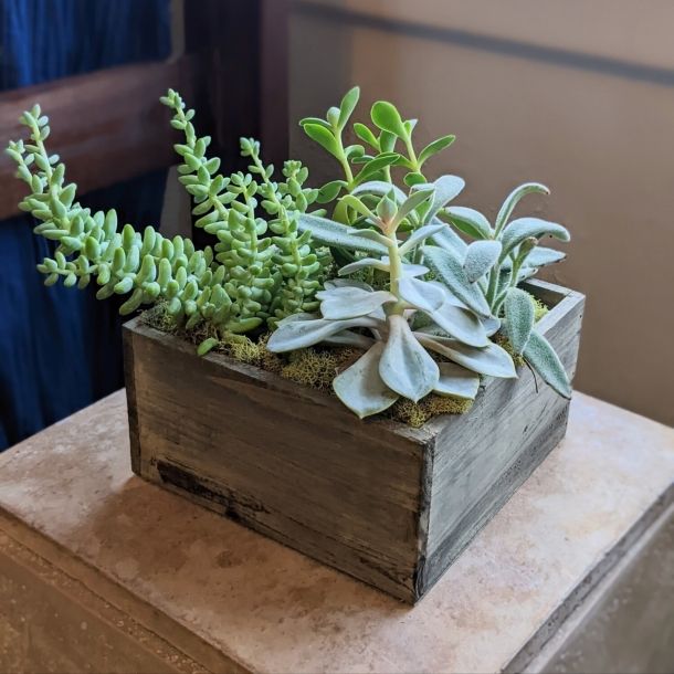 Wooden Succulent Garden: $65.00