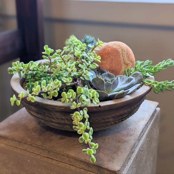 Succulent Stone Garden: $120.00