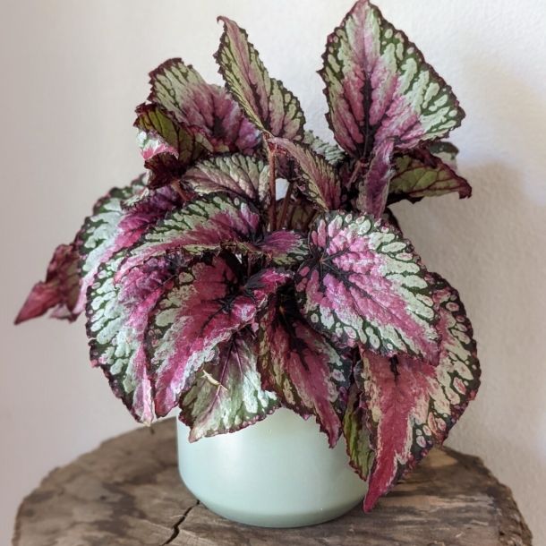 Salsa Rex Begonia: $30.00